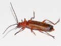 Rhagonycha fulva